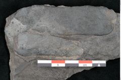Foto (Detailansicht) von Plantae indet.  (NHMW-GEO-2024-0188-11543)